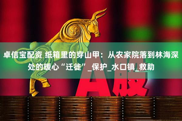 卓信宝配资 纸箱里的穿山甲：从农家院落到林海深处的暖心“迁徙”_保护_水口镇_救助